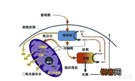 健身期间,碳水该怎么摄入？
