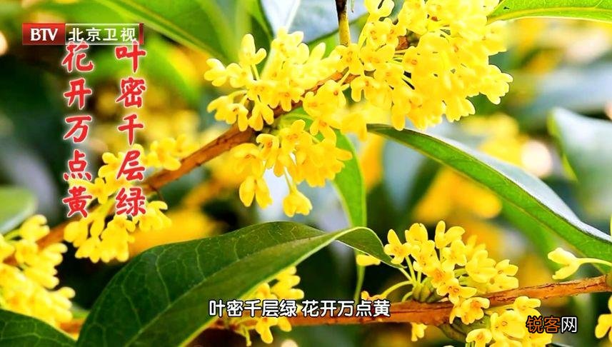 花茶的配方 去寒暖胃又健脾