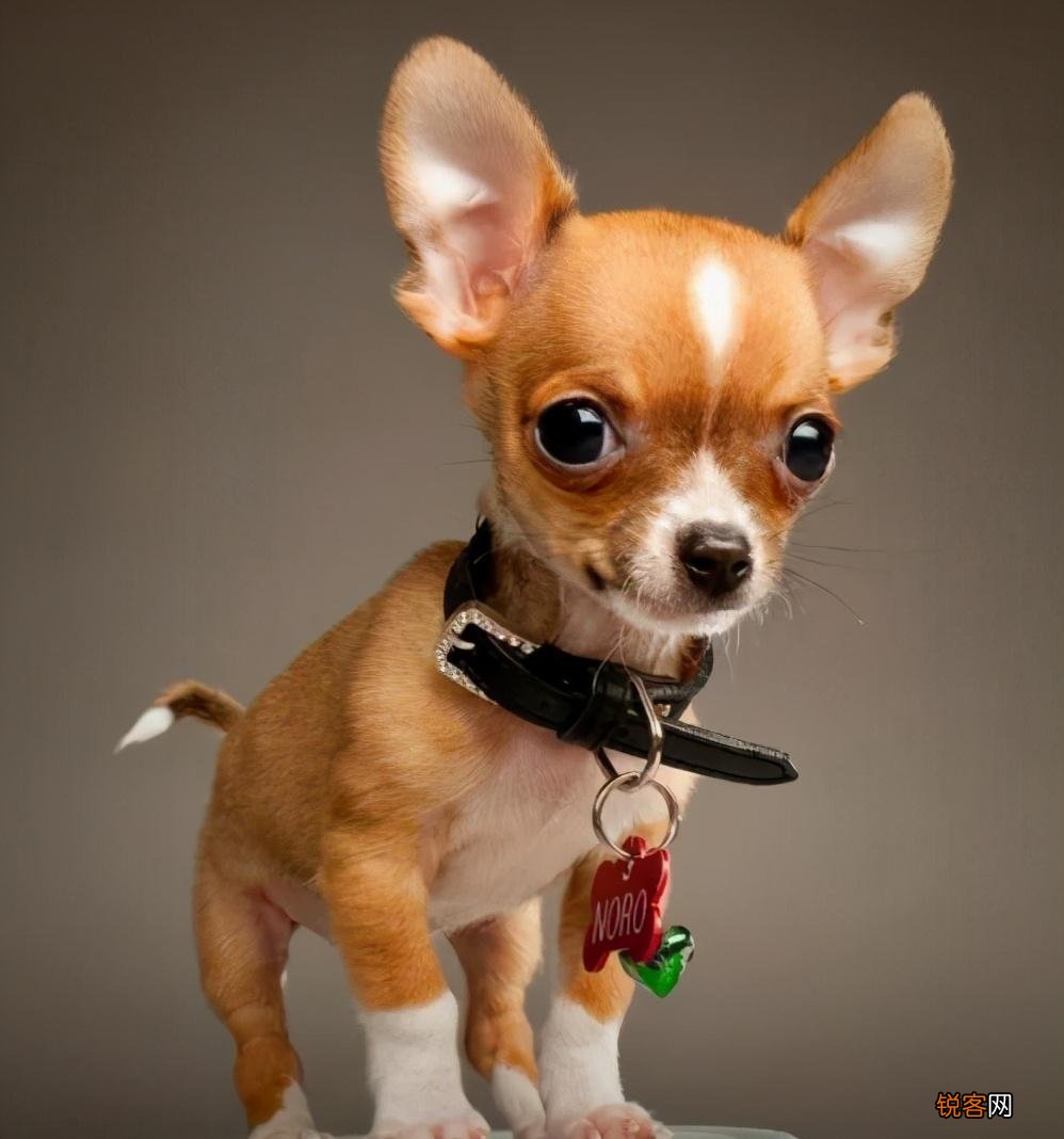 便宜又好养的小型犬推荐 每一只都不会让你失望