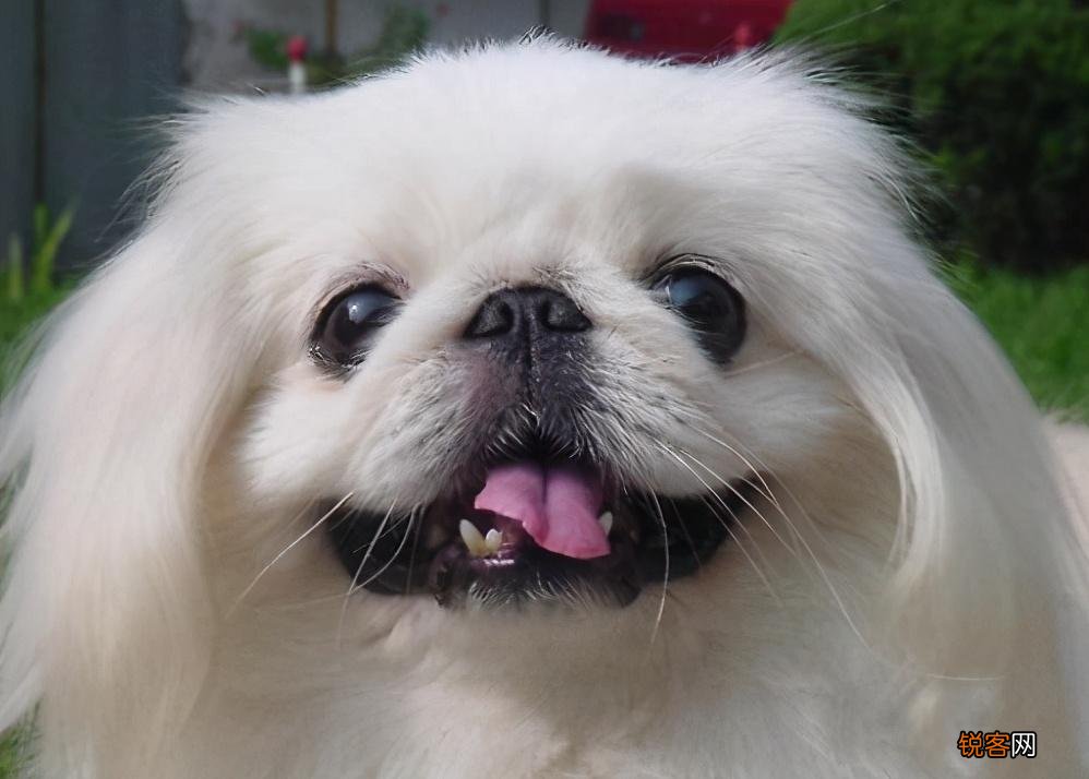 便宜又好养的小型犬推荐 每一只都不会让你失望