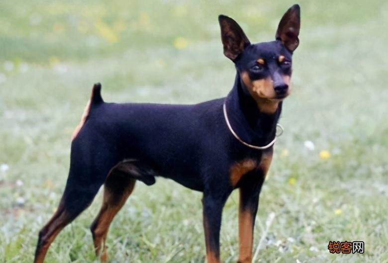 便宜又好养的小型犬推荐 每一只都不会让你失望