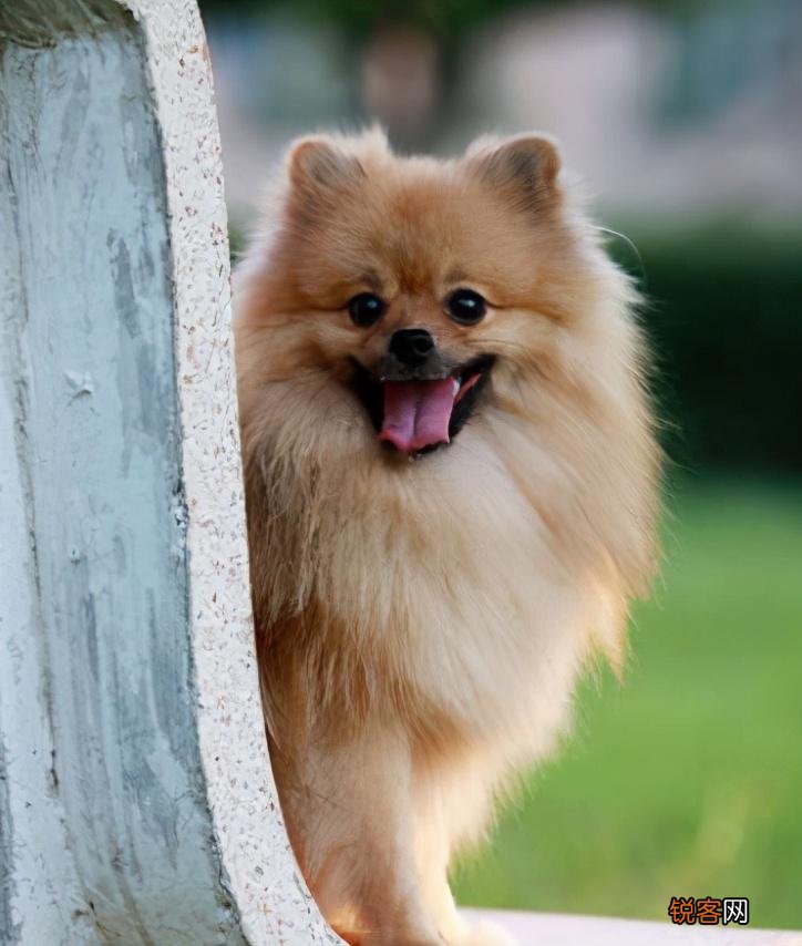 便宜又好养的小型犬推荐 每一只都不会让你失望