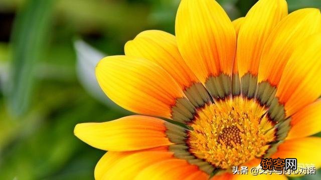 巴西女排的身材特点是不是在打排球方面有先天优势？你怎么看？