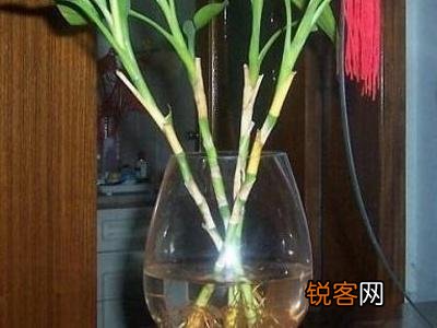 水培富贵竹的养护方法 怎么养才能更旺盛