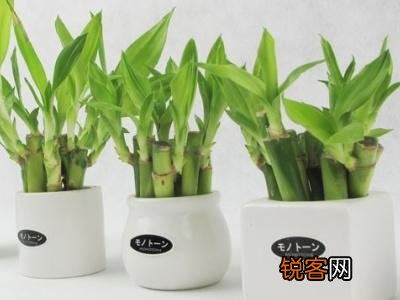水培富贵竹的养护方法 怎么养才能更旺盛