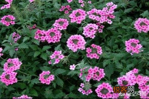 种植美女樱需要注意什么？