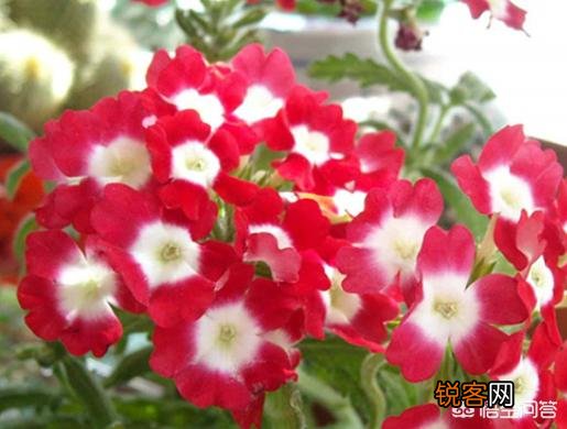 种植美女樱需要注意什么？