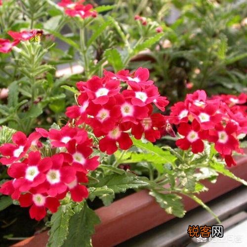 种植美女樱需要注意什么？