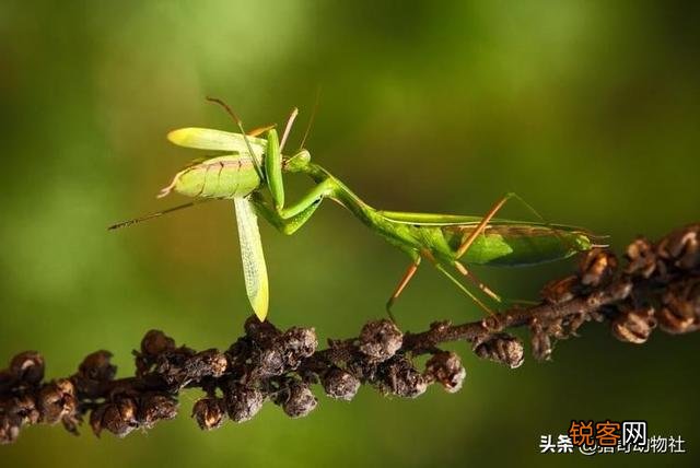 一公螳螂一母螳螂放在一起,会发生什么？