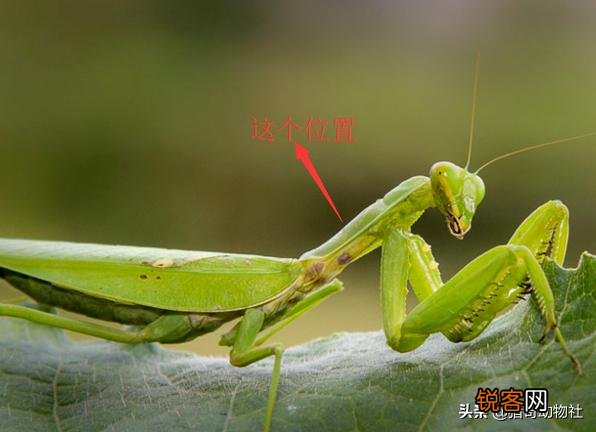 一公螳螂一母螳螂放在一起,会发生什么？