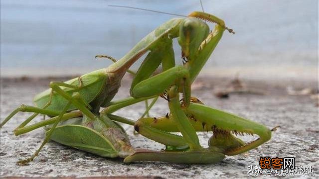 一公螳螂一母螳螂放在一起,会发生什么？