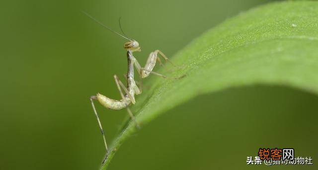 一公螳螂一母螳螂放在一起,会发生什么？