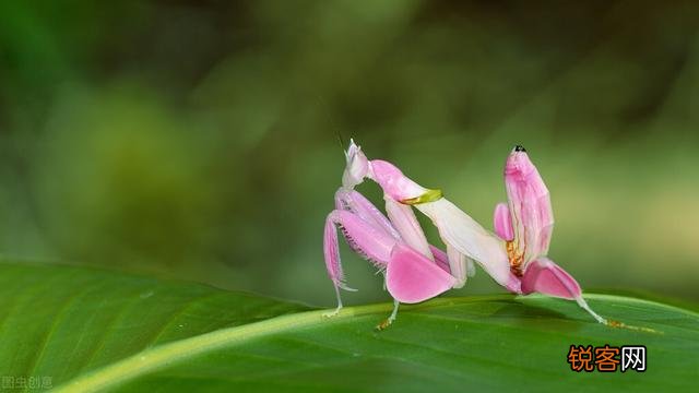 一公螳螂一母螳螂放在一起,会发生什么？