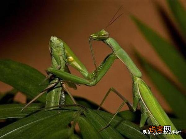 一公螳螂一母螳螂放在一起,会发生什么？
