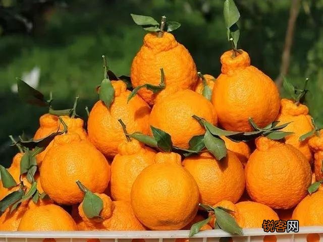 丑橘和耙耙柑的区别 丑橘和粑粑柑哪个更好吃