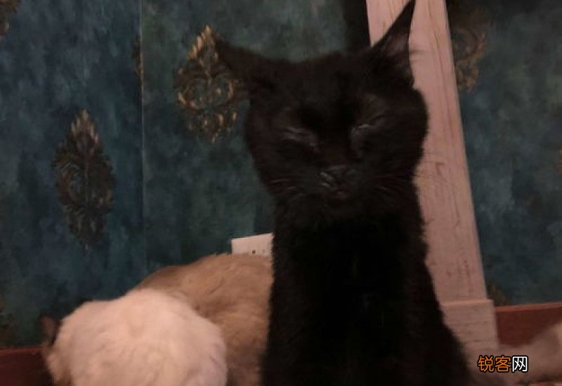猫为什么炸毛弓背