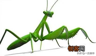 野生的螳螂怎么养？