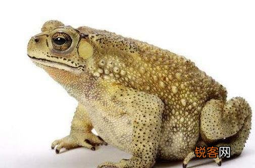 重庆 最经典的四川方言有哪些？