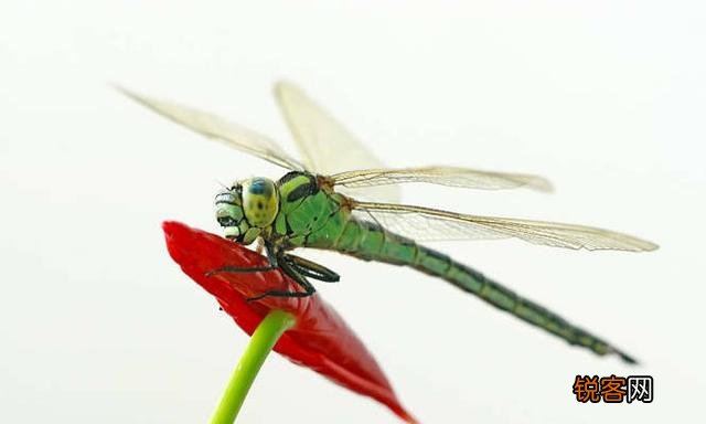 重庆 最经典的四川方言有哪些？