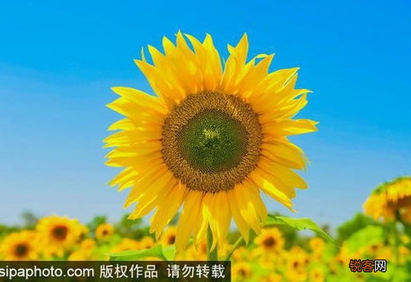 禾苗是什么意思 雨露禾苗是什么意思