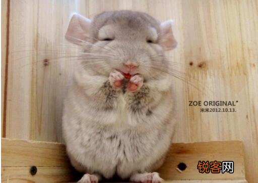 十大好养的宠物 省事又好养