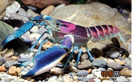 十大好养的宠物 省事又好养