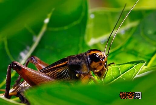 十大好养的宠物 省事又好养