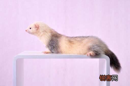 十大好养的宠物 省事又好养