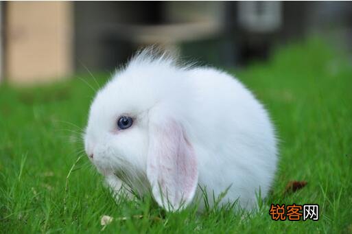 十大好养的宠物 省事又好养