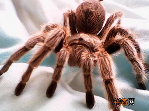 十大好养的宠物 省事又好养