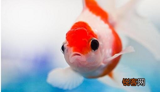 十大好养的宠物 省事又好养