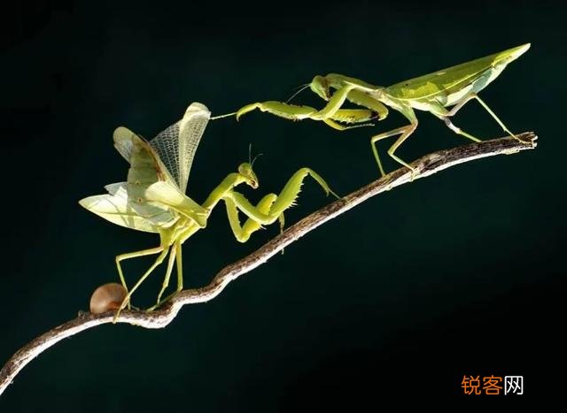 母螳螂为什么要在交配后吃掉自己配偶？交配前为什么不敢吃？