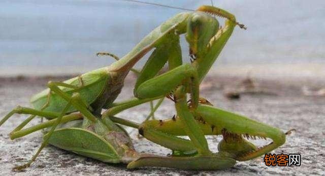 母螳螂为什么要在交配后吃掉自己配偶？交配前为什么不敢吃？