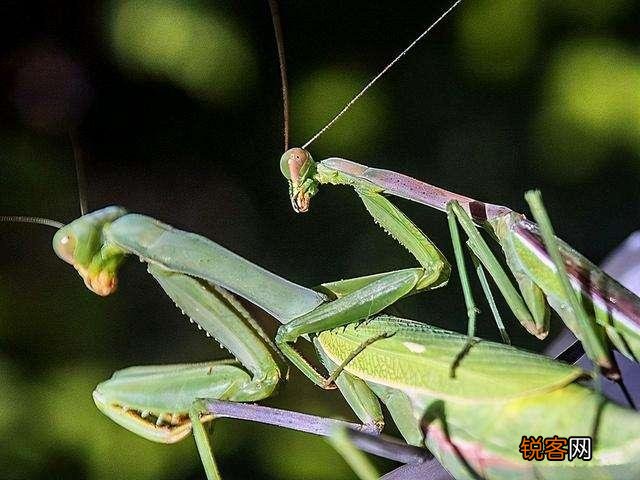 母螳螂为什么要在交配后吃掉自己配偶？交配前为什么不敢吃？