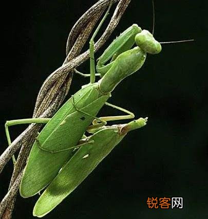 母螳螂为什么要在交配后吃掉自己配偶？交配前为什么不敢吃？