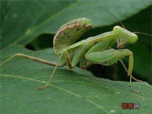 母螳螂为什么要在交配后吃掉自己配偶？交配前为什么不敢吃？