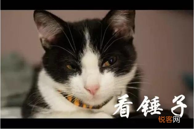 四川的锤子是什么意思？