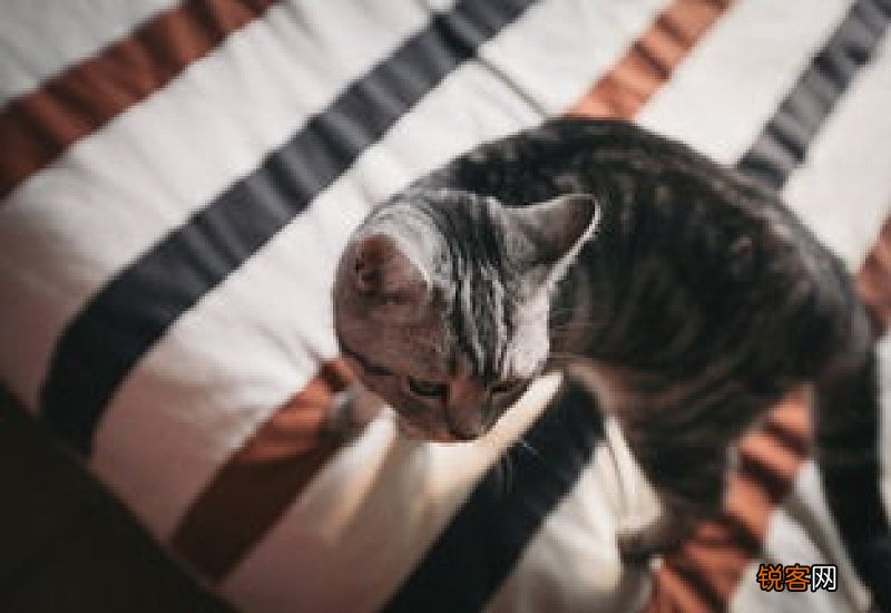 猫喝了一点可乐怎么办
