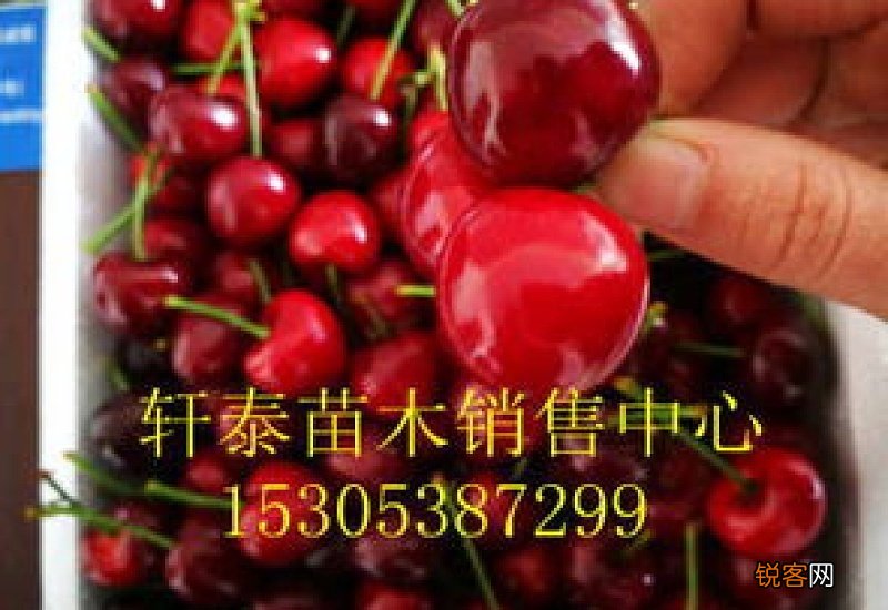 晓文一号大樱桃品种介绍