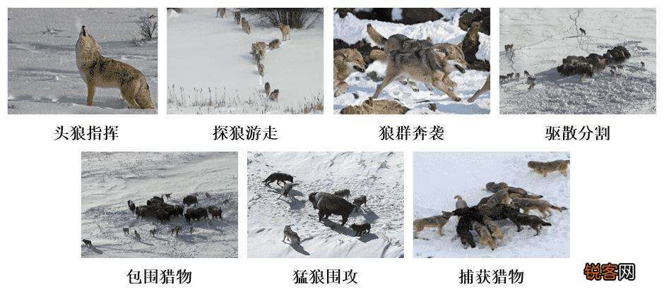 狼有多凶猛 成年男子能否斗过一头狼