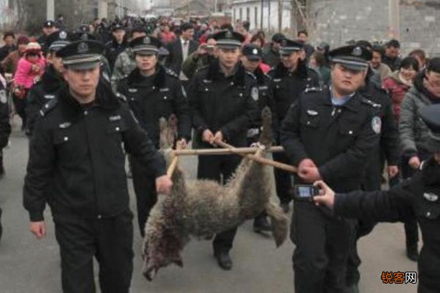 狼有多凶猛 成年男子能否斗过一头狼
