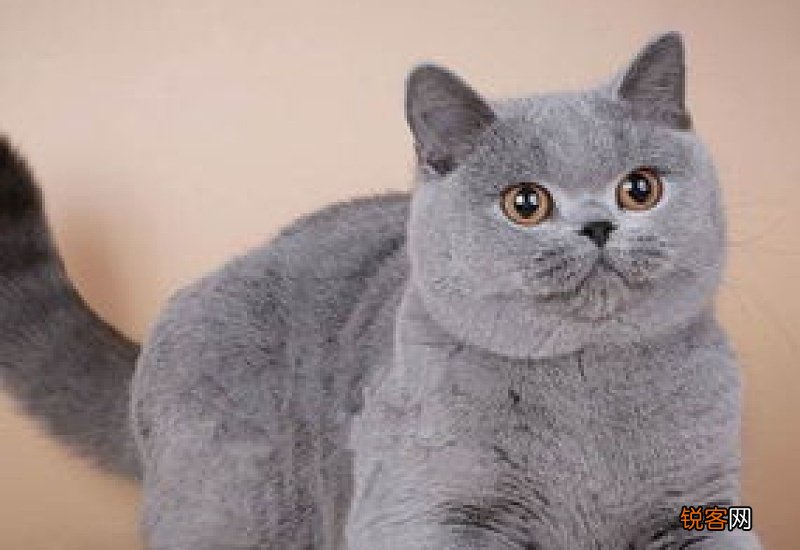 蓝猫流鼻涕打喷嚏怎么办