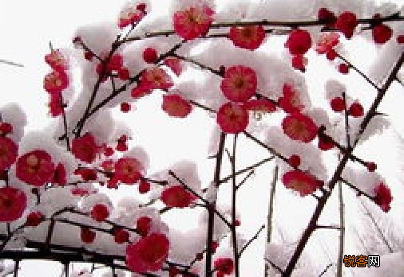 梅花用什么土种植比较好