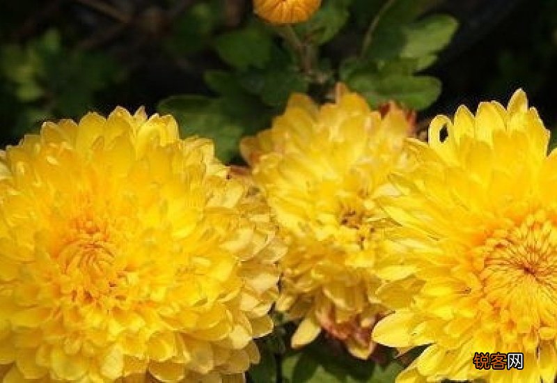 菊花放在什么地方比较好