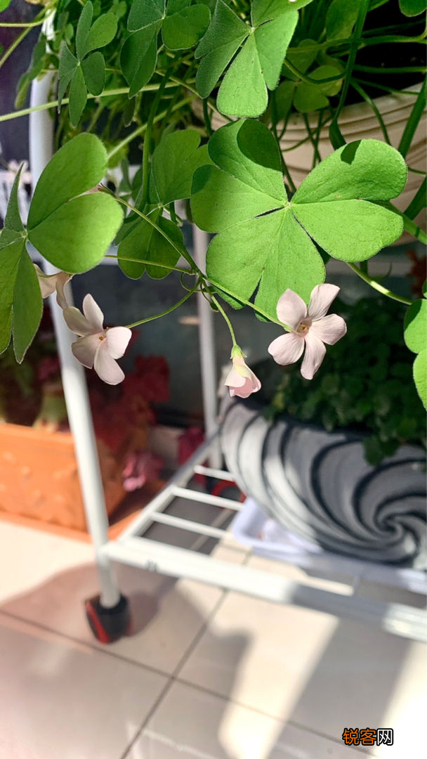 古代稀的种植方法 开花就爆盆