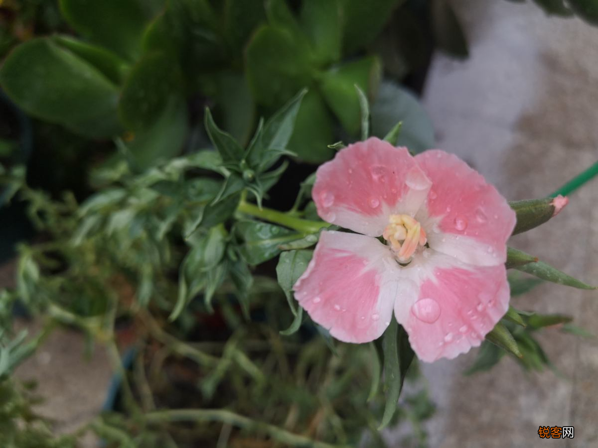 古代稀的种植方法 开花就爆盆