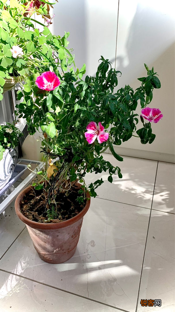 古代稀的种植方法 开花就爆盆
