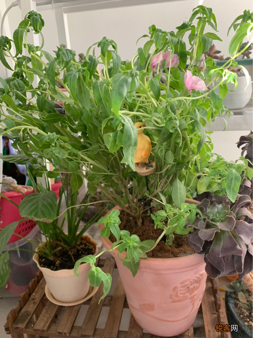 古代稀的种植方法 开花就爆盆