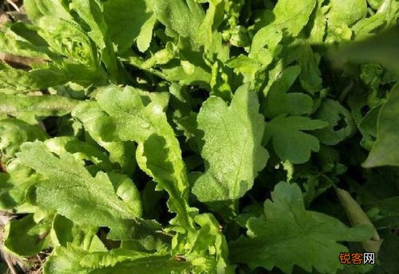 1～3月份适合种什么菜 1～3月份可以种植萝卜吗