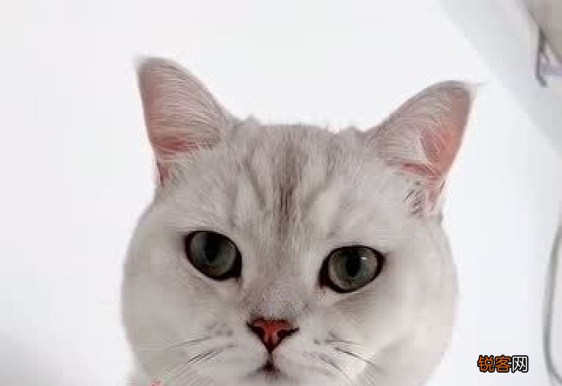 怎么让猫知道自己的名字?